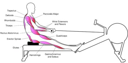 Diagram of Muscles Used in Rowing